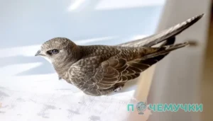 Сколько живут стрижи