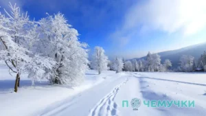 Интересные факты о зиме