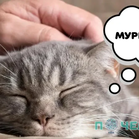 Почему коты мурчат