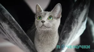 Сколько живут коты