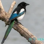 Сколько живут сороки