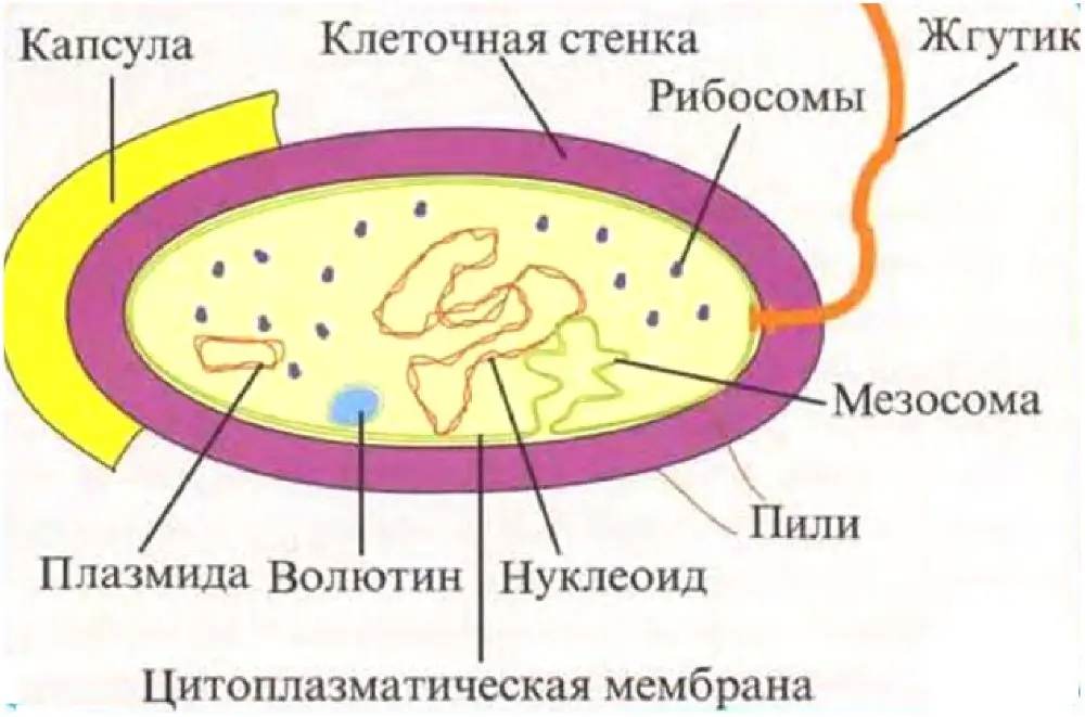 Дополнительные структуры бактериальной клетки: жгутики, пили, капсула