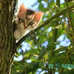 чем кормить котенка