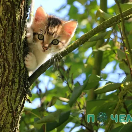 чем кормить котенка