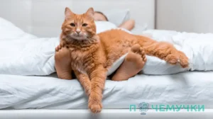 Почему кот спит в ногах