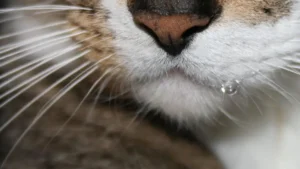 у кота текут слюни