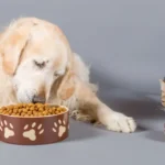 корм для собак і котів