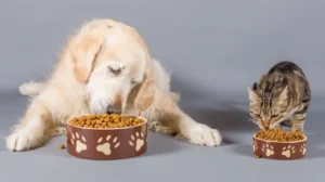 корм для собак і котів