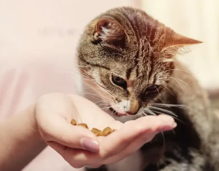 ласощі для котів