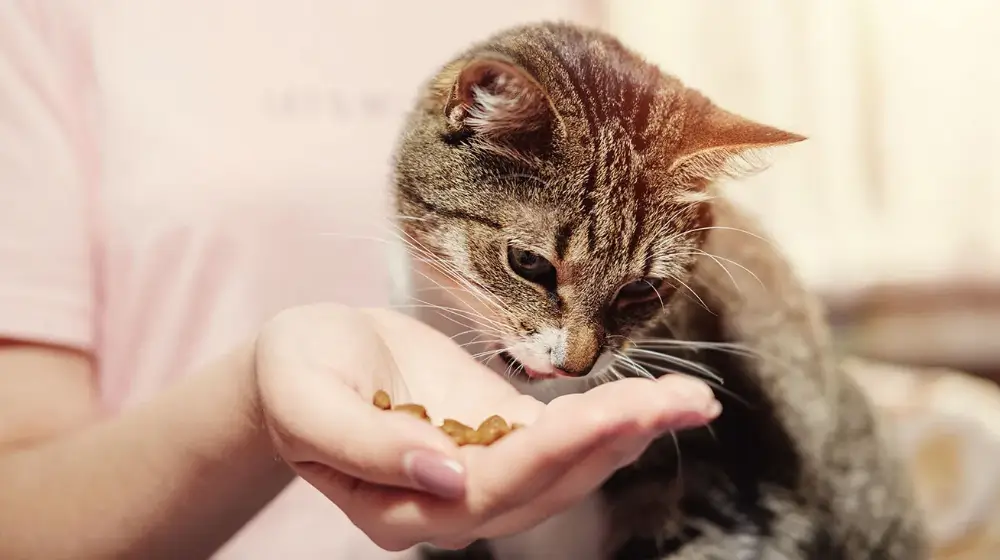 ласощі для котів